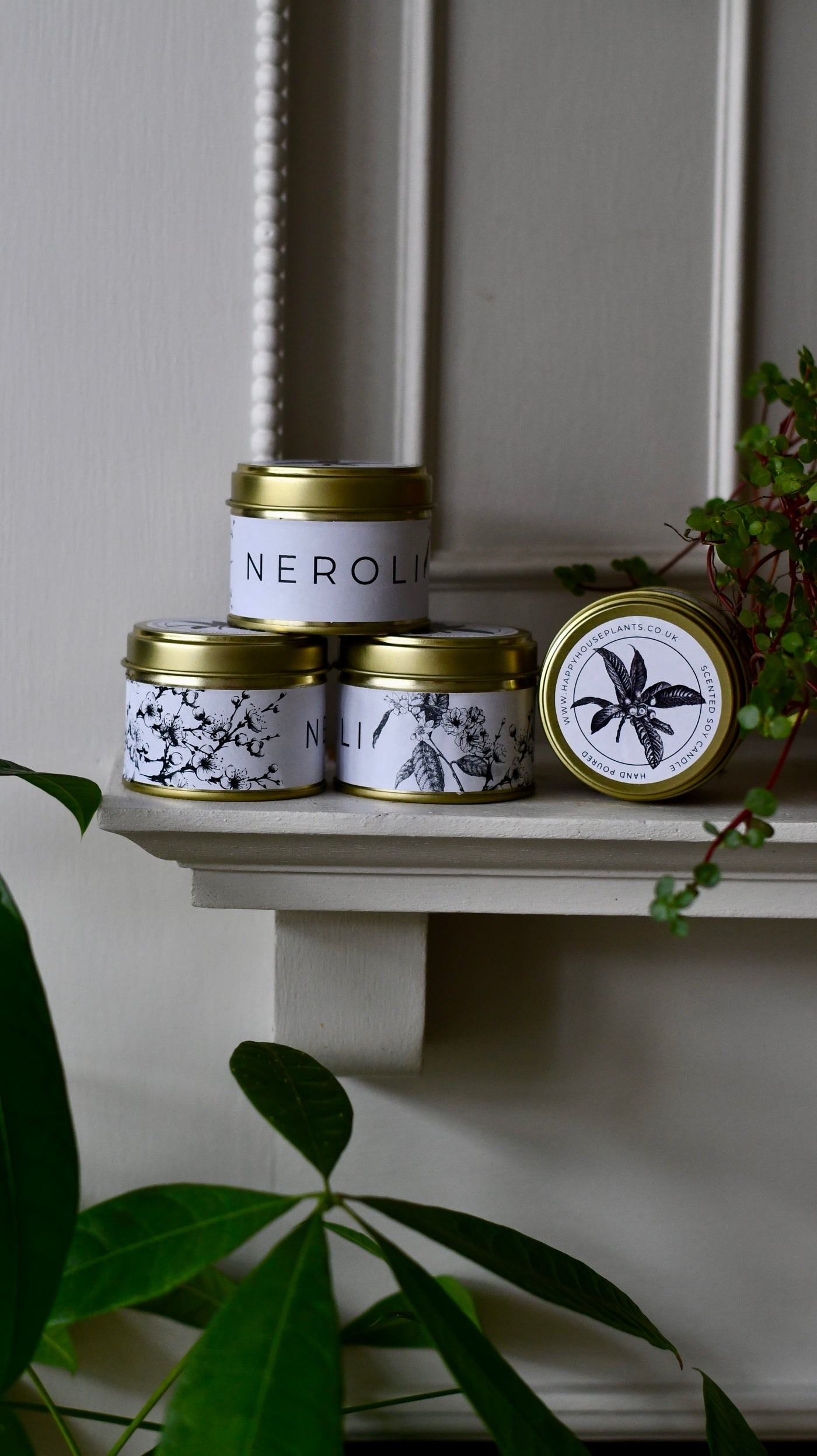 Congratulations Gift – Maranta in Ceramic Pot with Botanical Candle