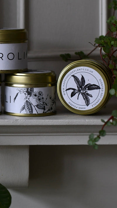 Office Gift – Maranta in Ceramic Pot with Botanical Candle