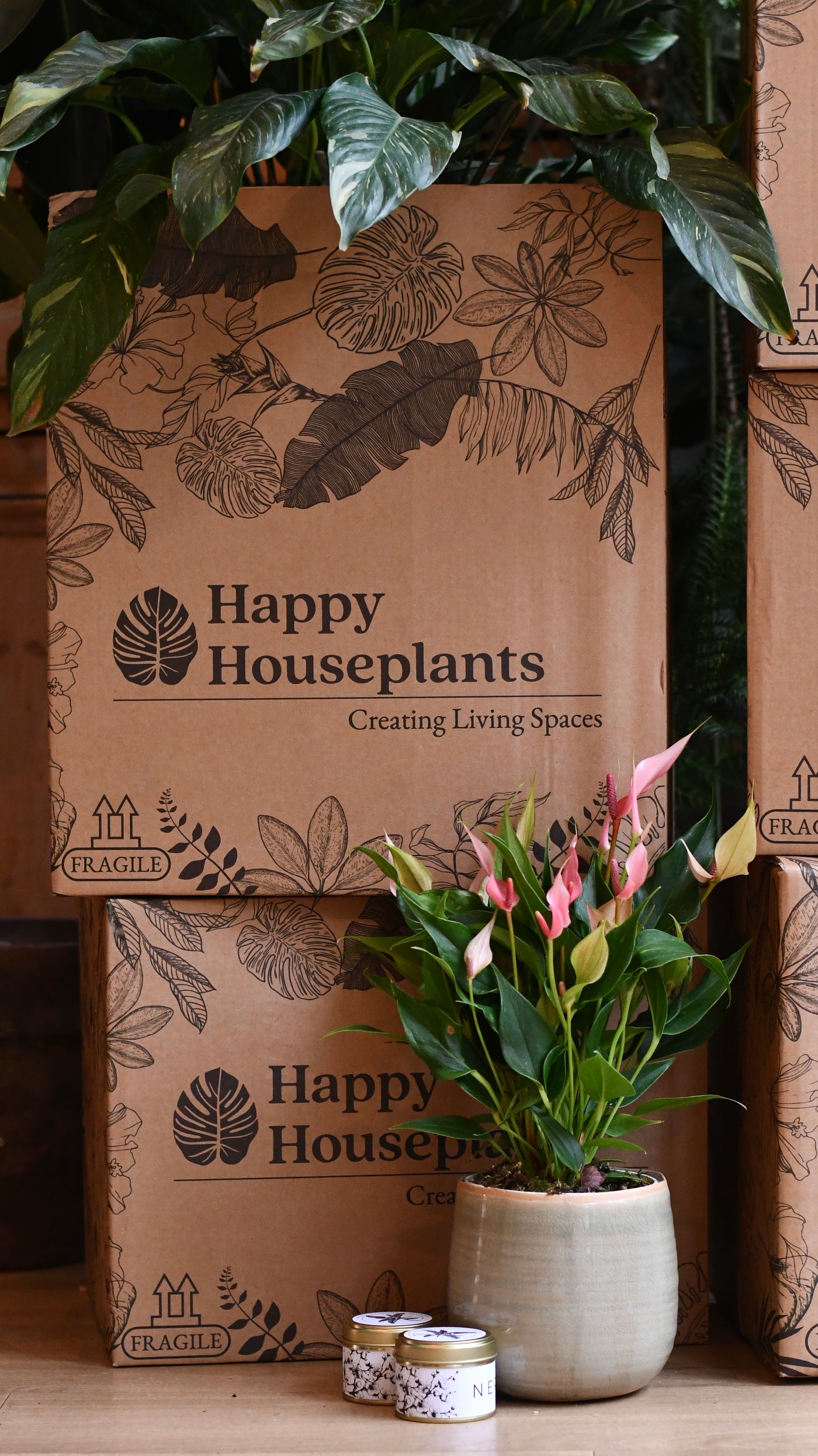 Mother’s Day Gift – Maranta in Vibes Pot with Plant Food