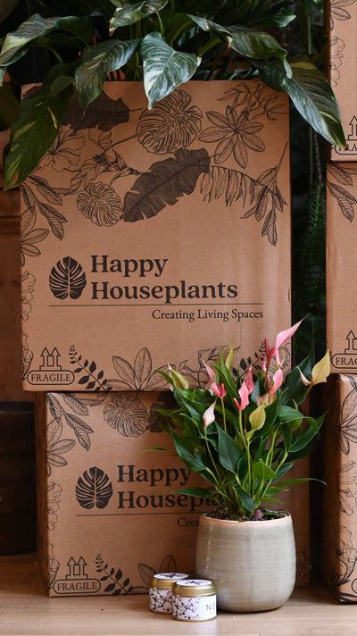 Mother’s Day Gift – Maranta in Vibes Pot with Plant Food