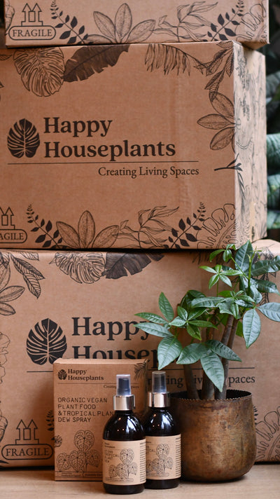 Mother’s Day Gift – Maranta in Vibes Pot with Botanical Candle