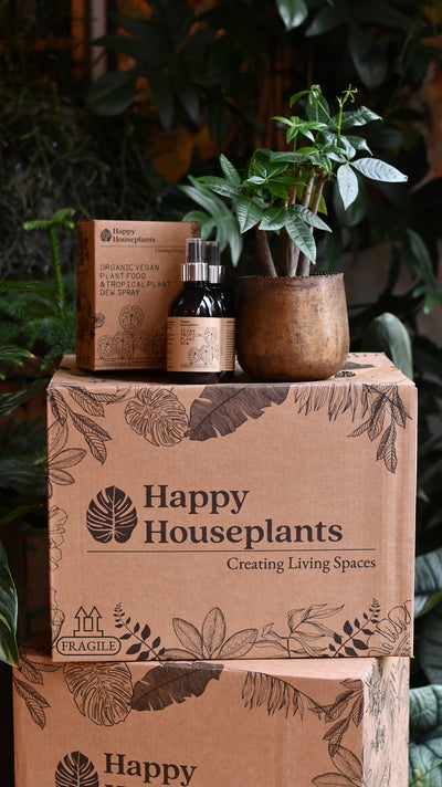 Office Gift – Maranta in Ceramic Pot with Botanical Candle