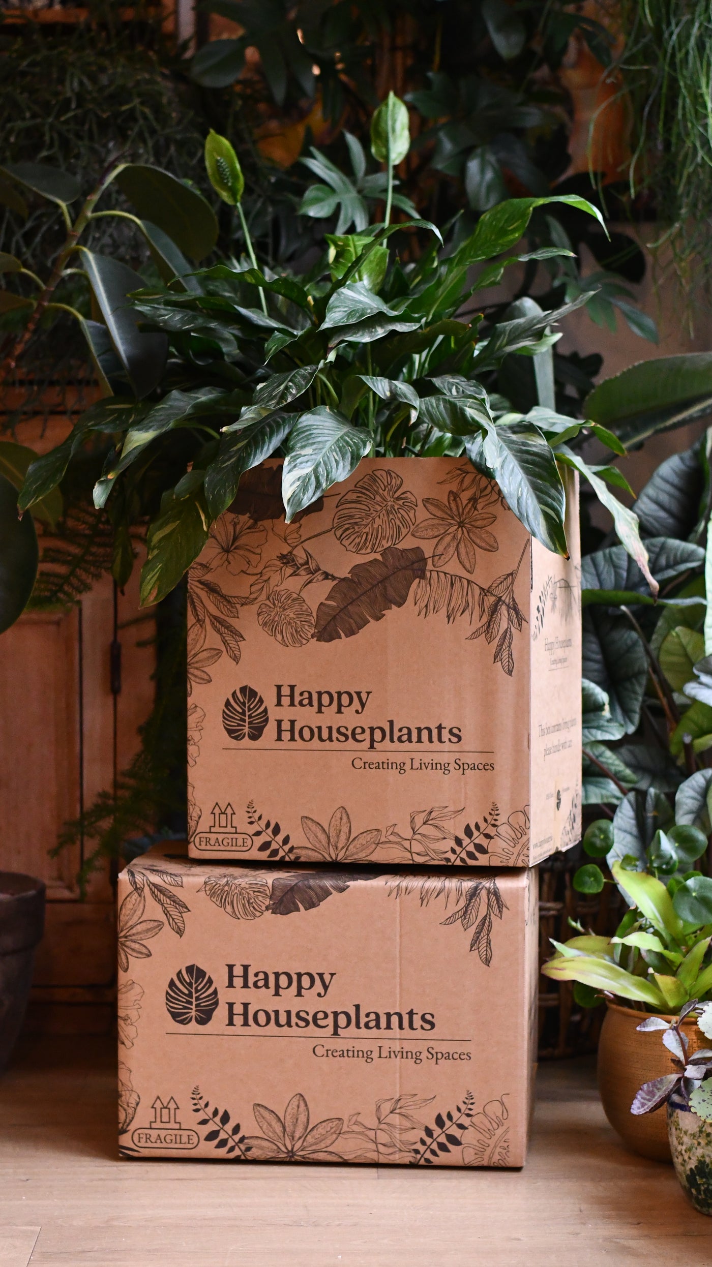 Office Gift – Maranta in Ceramic Pot with Plant Food