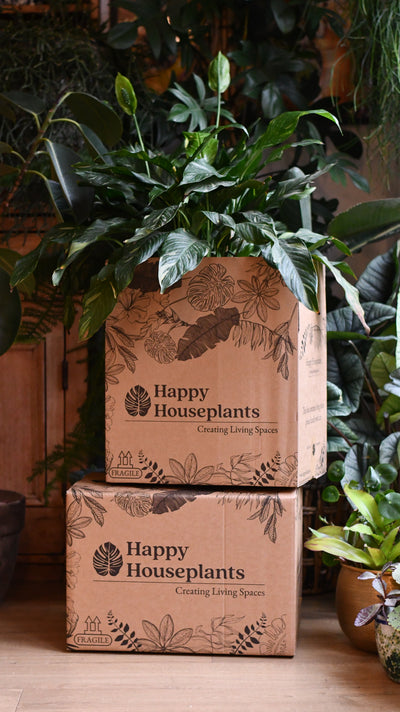 Office Gift – Maranta in Ceramic Pot with Plant Food