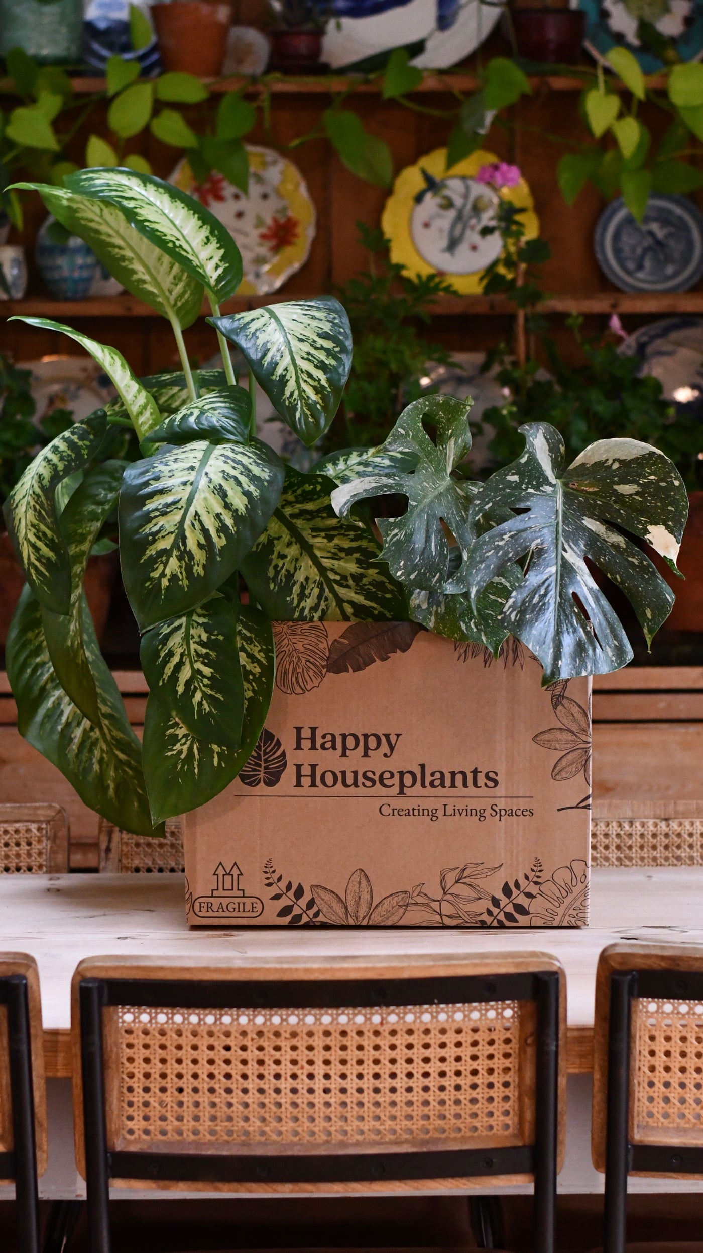 Congratulations Gift – Maranta in Ceramic Pot with Botanical Candle