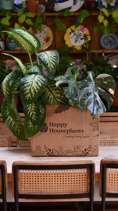 Congratulations Gift – Maranta in Ceramic Pot with Botanical Candle