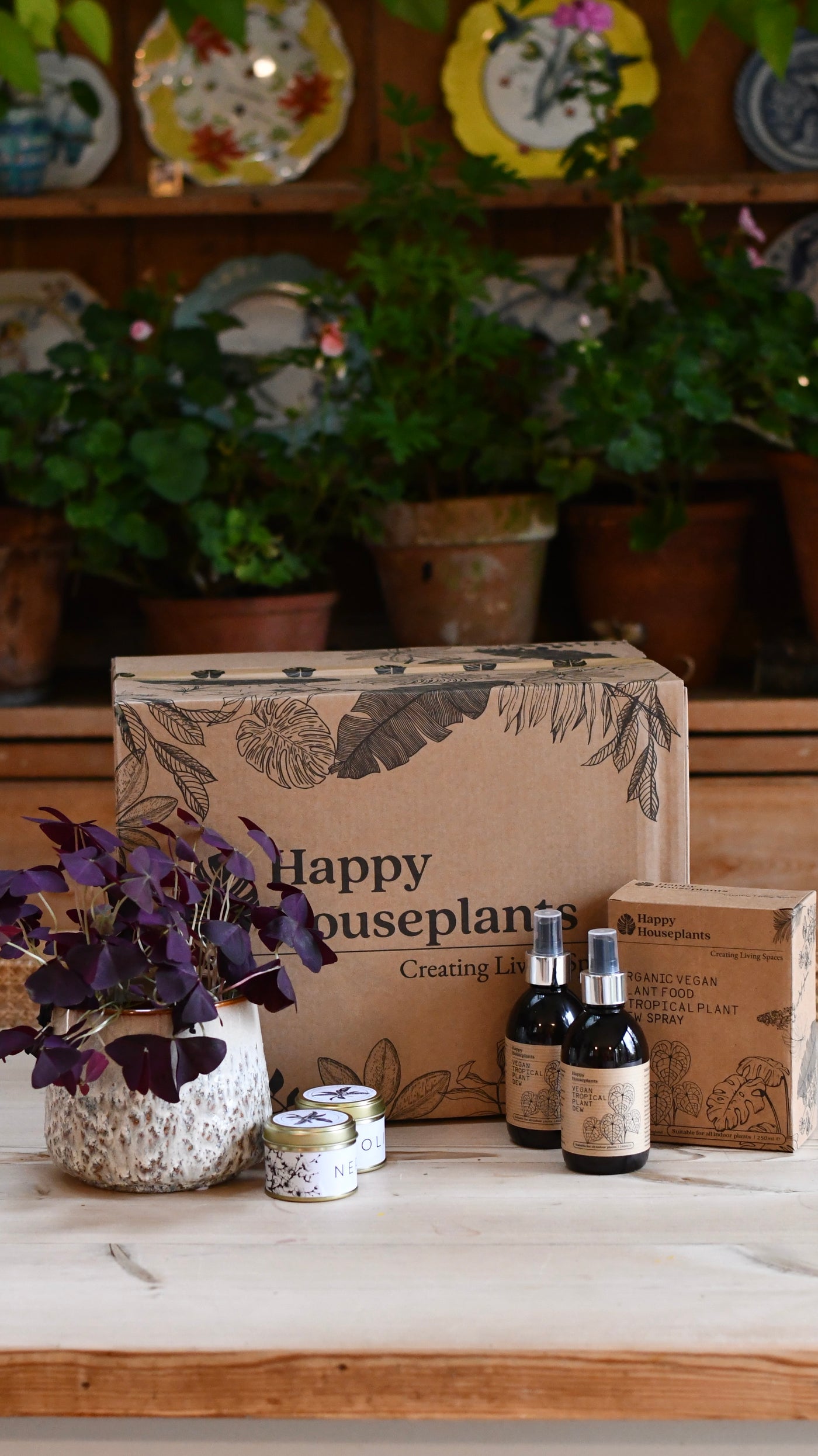 Office Gift – Maranta in Ceramic Pot with Plant Food