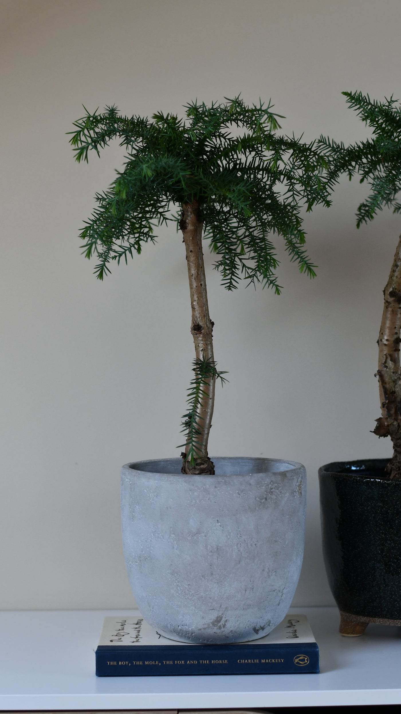Araucaria cunninghamii, or Hoop Pine bonsai