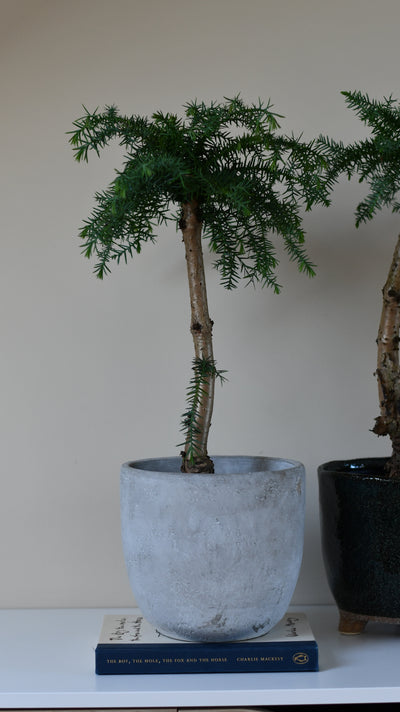 Araucaria cunninghamii, or Hoop Pine bonsai