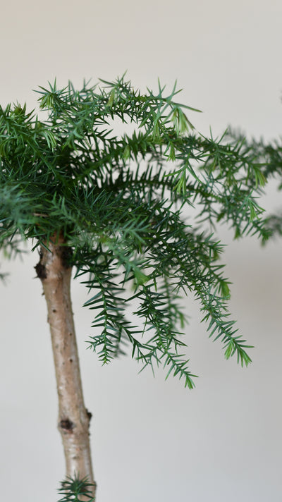 Araucaria cunninghamii, or Hoop Pine bonsai