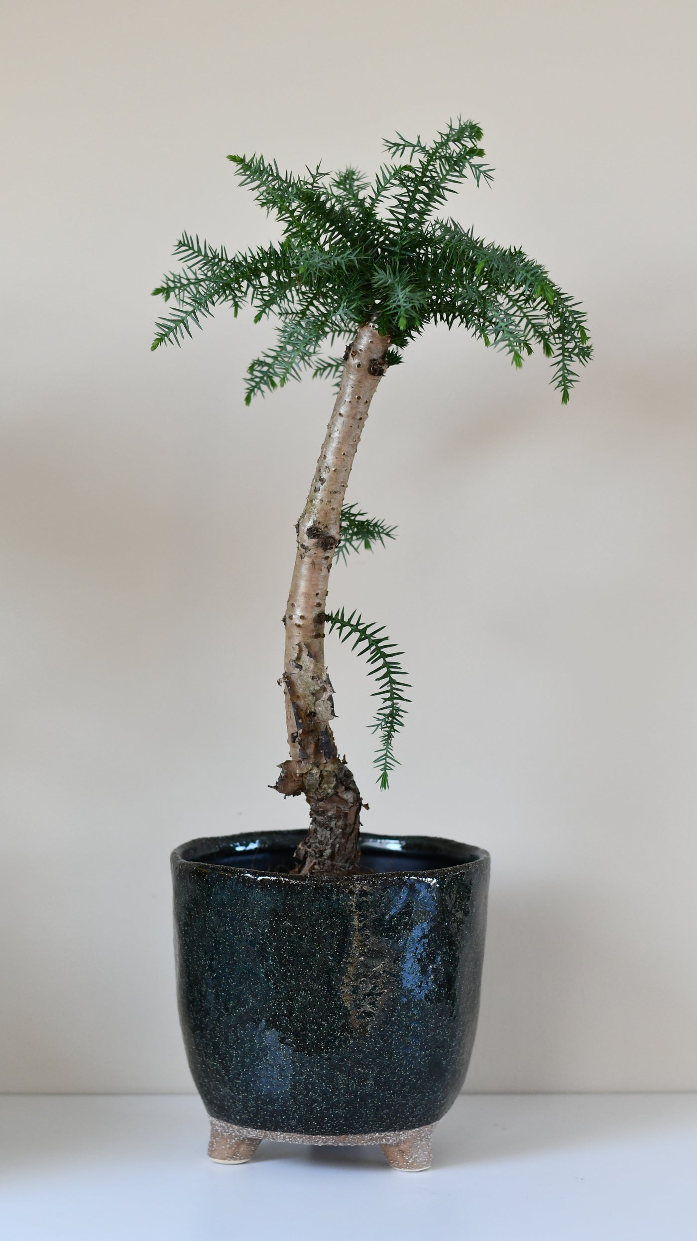 Araucaria cunninghamii, or Hoop Pine bonsai