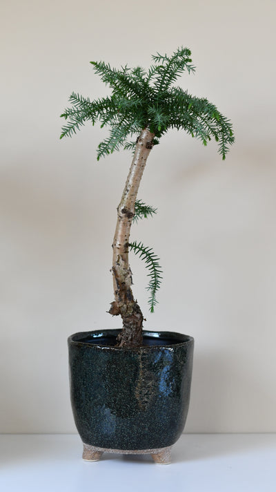 Araucaria cunninghamii, or Hoop Pine bonsai