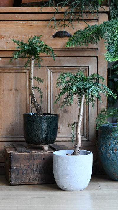 Araucaria cunninghamii, or Hoop Pine bonsai