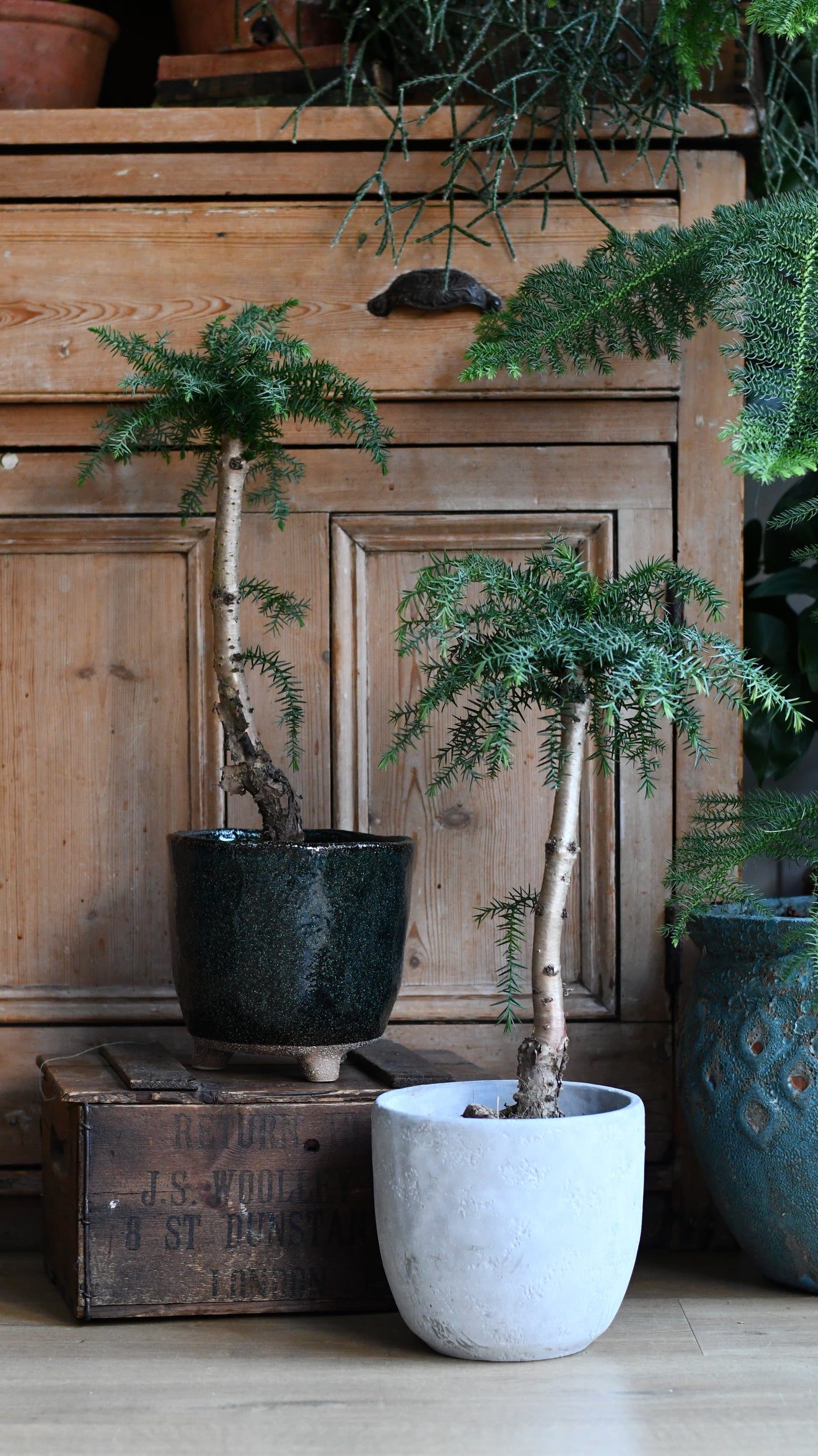 Araucaria cunninghamii, or Hoop Pine bonsai
