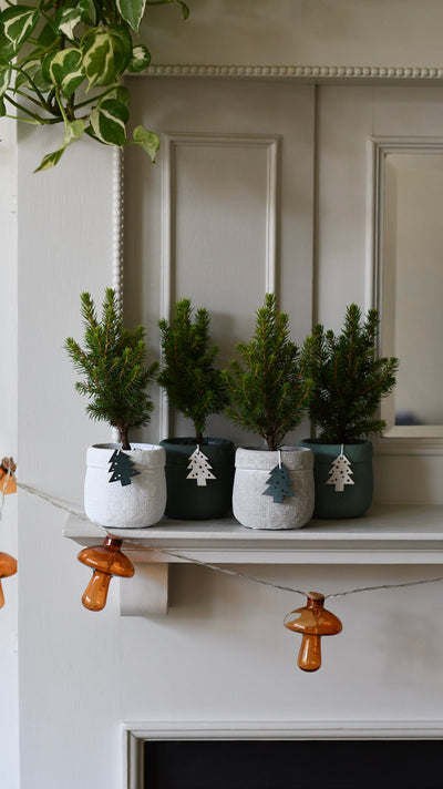 Set of 4 Mini Christmas Trees – Picea glauca ‘Conica’ – Colourful Festive Tabletop Spruce (20cm)