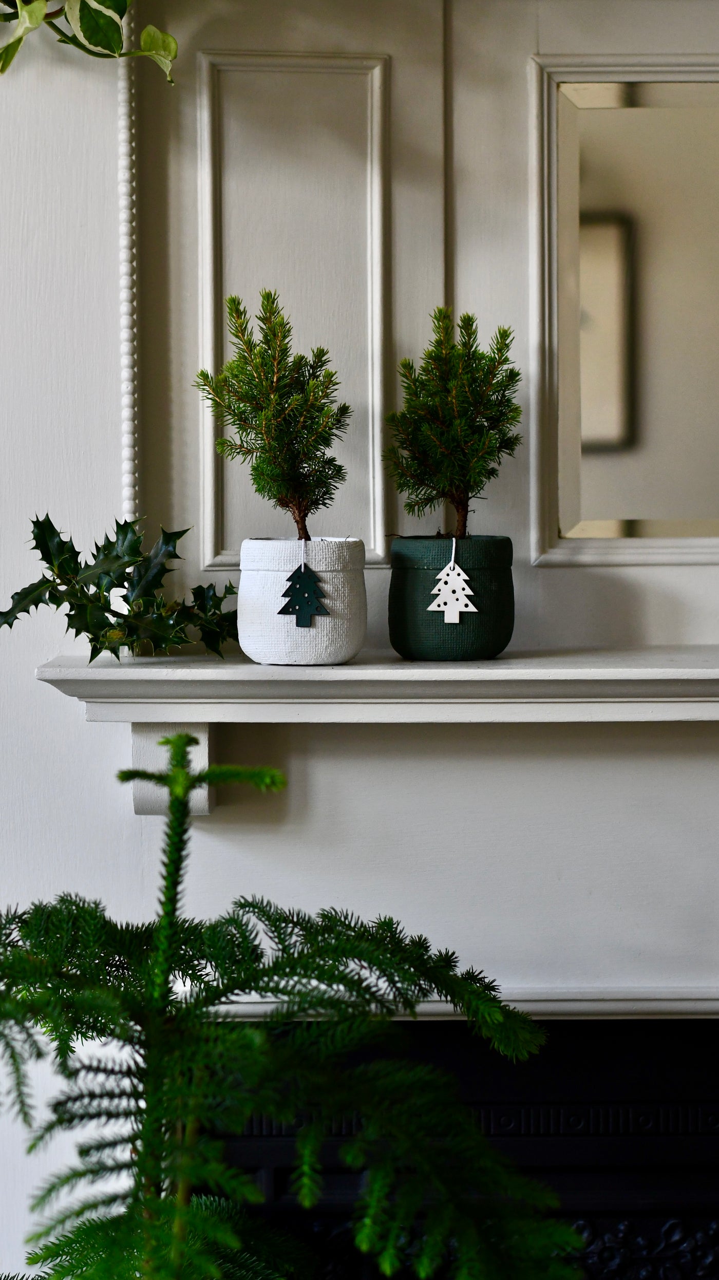 Set of 4 Mini Christmas Trees – Picea glauca ‘Conica’ – Colourful Festive Tabletop Spruce (20cm)