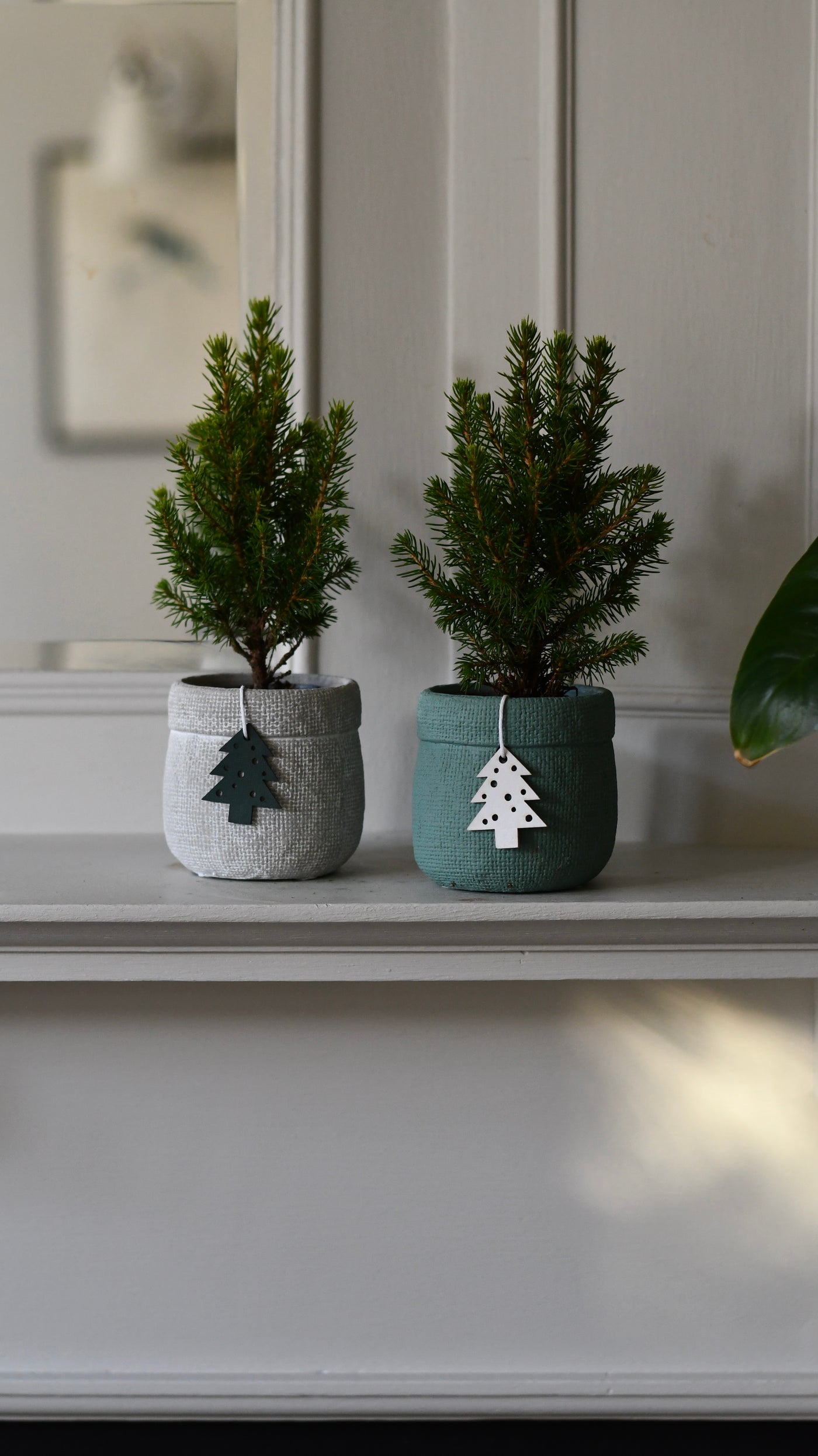 Set of 4 Mini Christmas Trees – Picea glauca ‘Conica’ – Colourful Festive Tabletop Spruce (20cm)