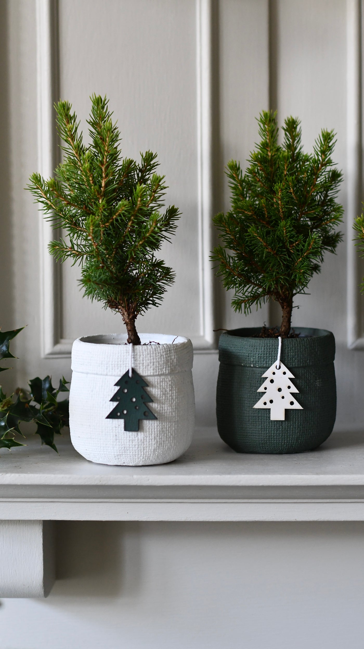 Set of 4 Mini Christmas Trees – Picea glauca ‘Conica’ – Colourful Festive Tabletop Spruce (20cm)