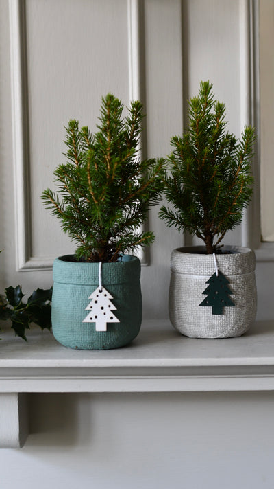 Set of 4 Mini Christmas Trees – Picea glauca ‘Conica’ – Colourful Festive Tabletop Spruce (20cm)