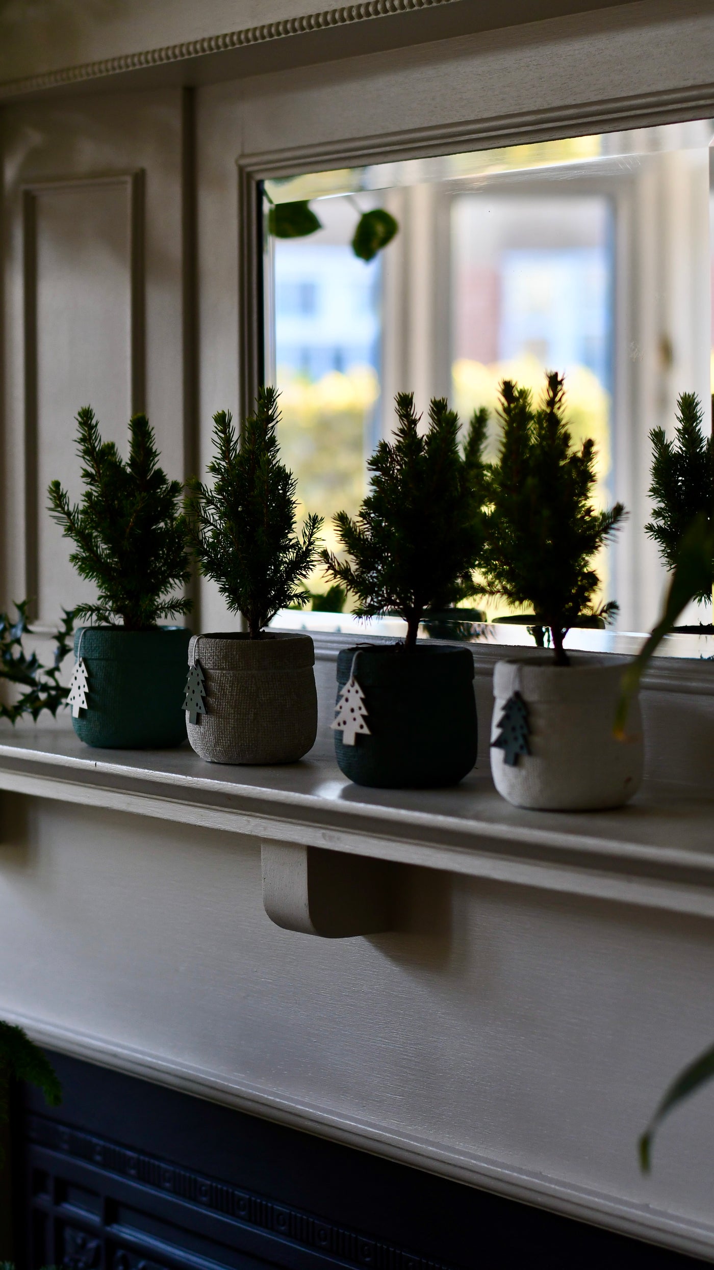 Set of 4 Mini Christmas Trees – Picea glauca ‘Conica’ – Colourful Festive Tabletop Spruce (20cm)