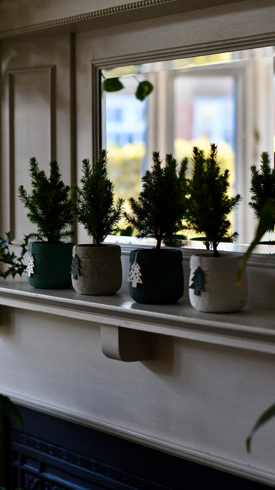 Set of 4 Mini Christmas Trees – Picea glauca ‘Conica’ – Colourful Festive Tabletop Spruce (20cm)