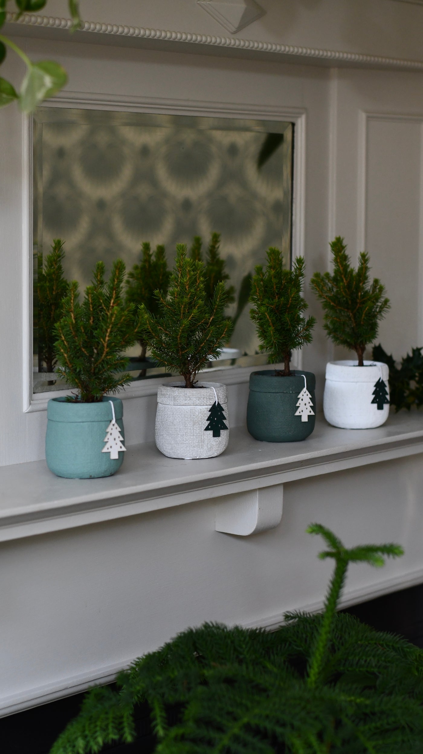 Set of 4 Mini Christmas Trees – Picea glauca ‘Conica’ – Colourful Festive Tabletop Spruce (20cm)