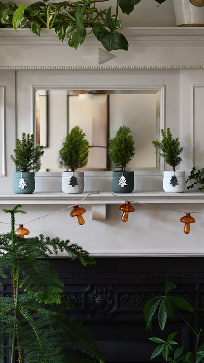 Set of 4 Mini Christmas Trees – Picea glauca ‘Conica’ – Colourful Festive Tabletop Spruce (20cm)