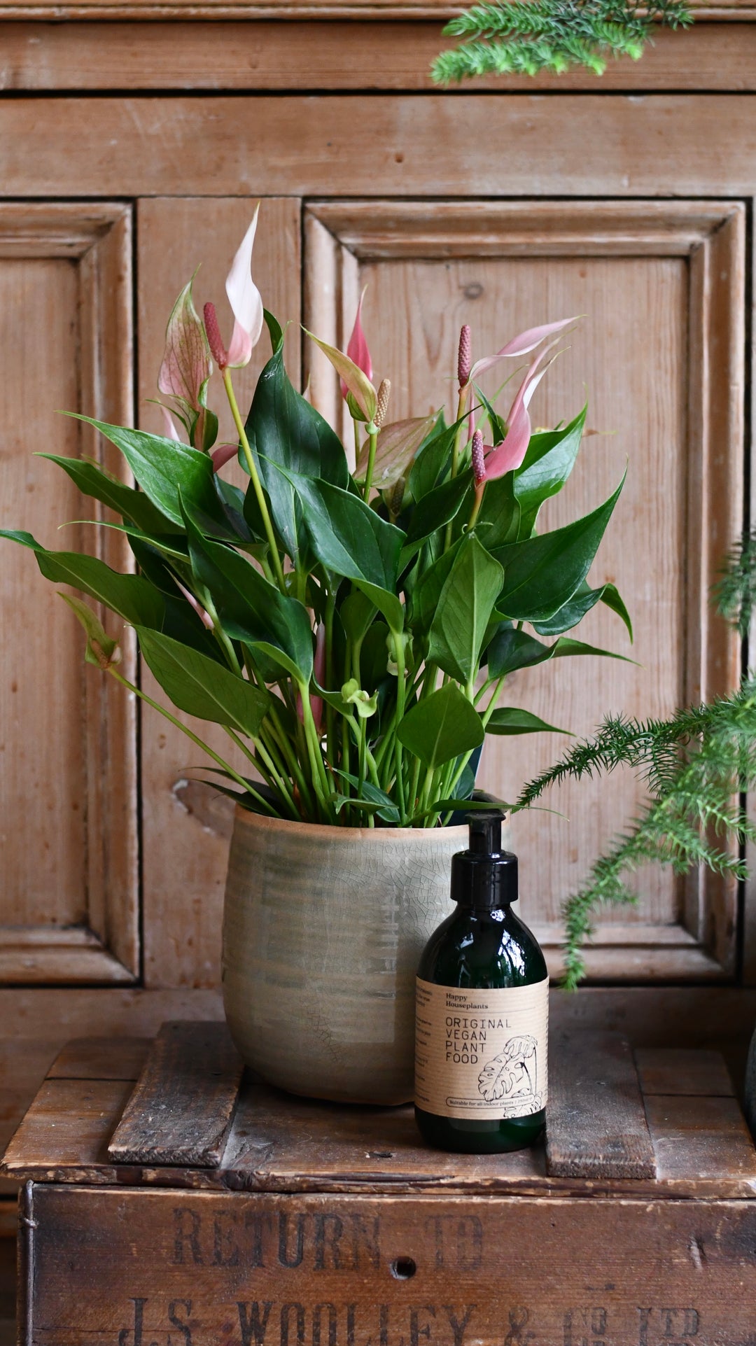 anthurium plants food Office Gifts | Anthurium 'Lilli' with ceramic pot and vegan plant food