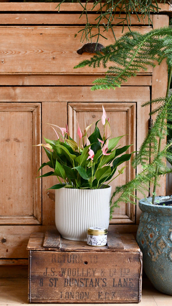 Birthday Gifts | Anthurium 'Lilli' in Vibes pot with botanical