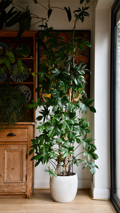 Lester Pot Round Grey (30cm)