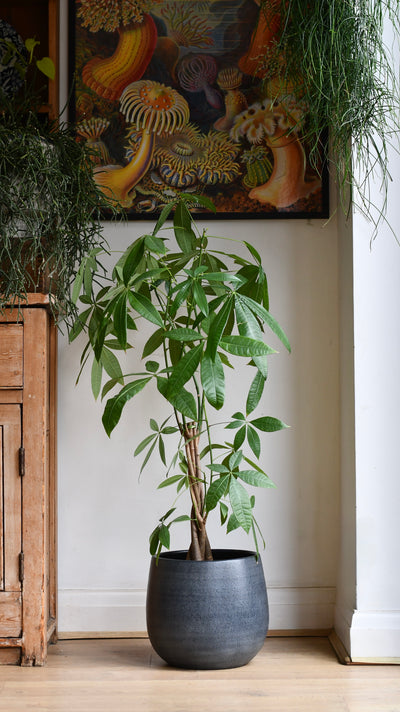 The Graphite Curve Pot 25cm Plant Pot