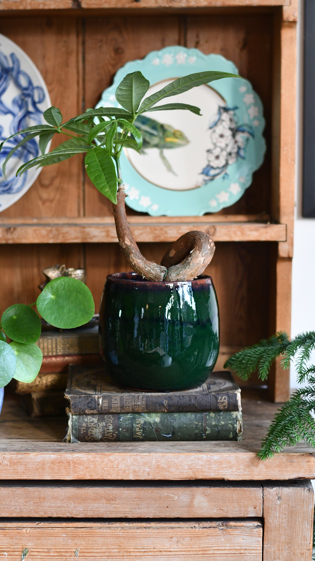 charlotte plant pot Charlotte Dark Green Ceramic Plant Pot D15 x H13cm – Happy Houseplants