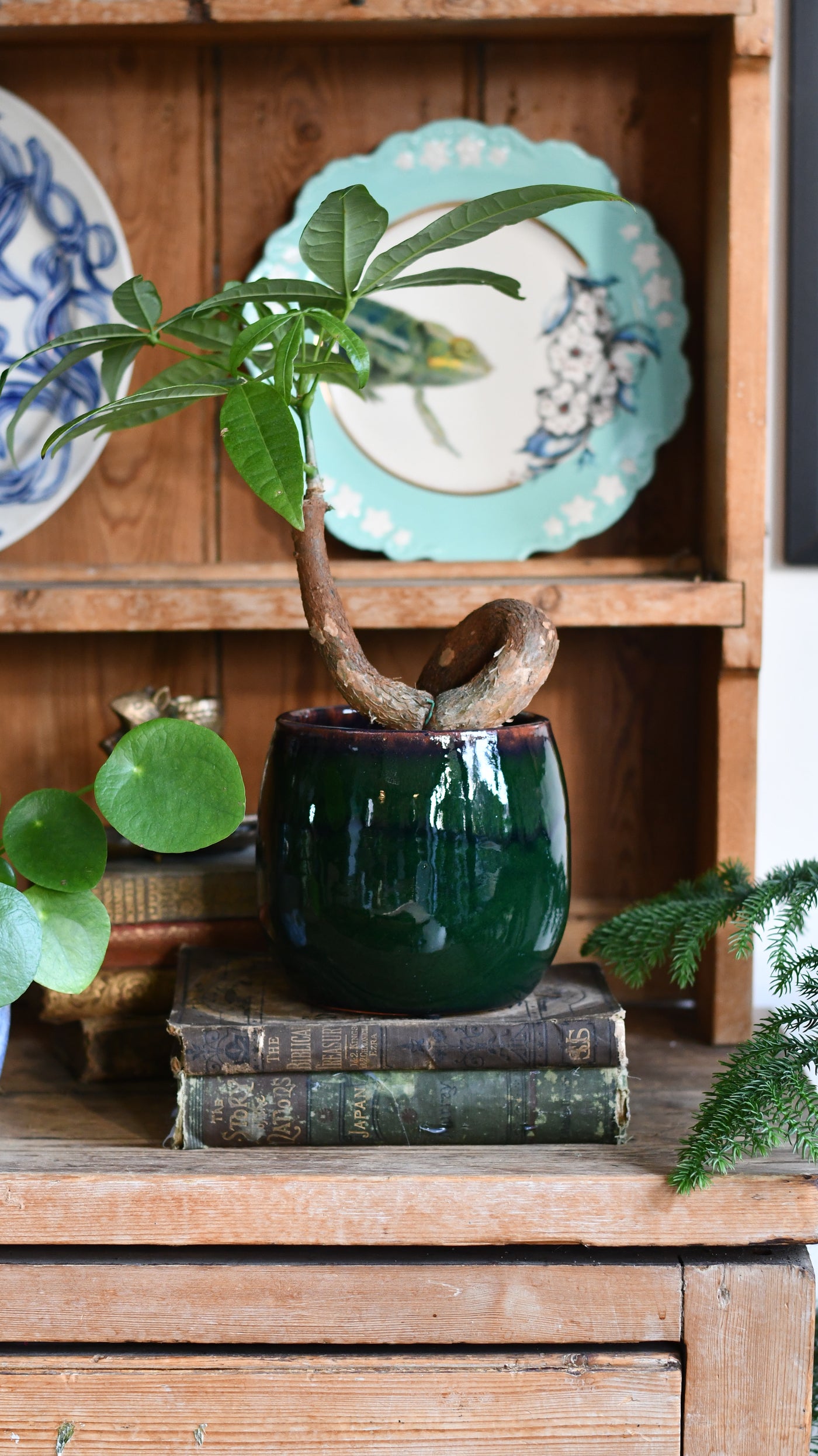 18cm plant pot Charlotte Dark Green Ceramic Plant Pot 18cm – Happy Houseplants
