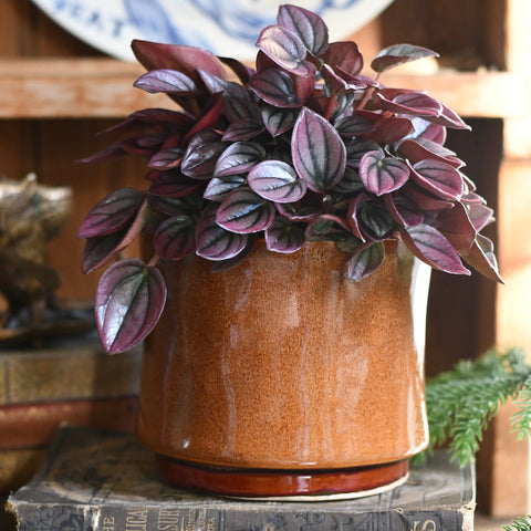 Nolan Caramel Ceramic Plant Pot D14 x H12cm