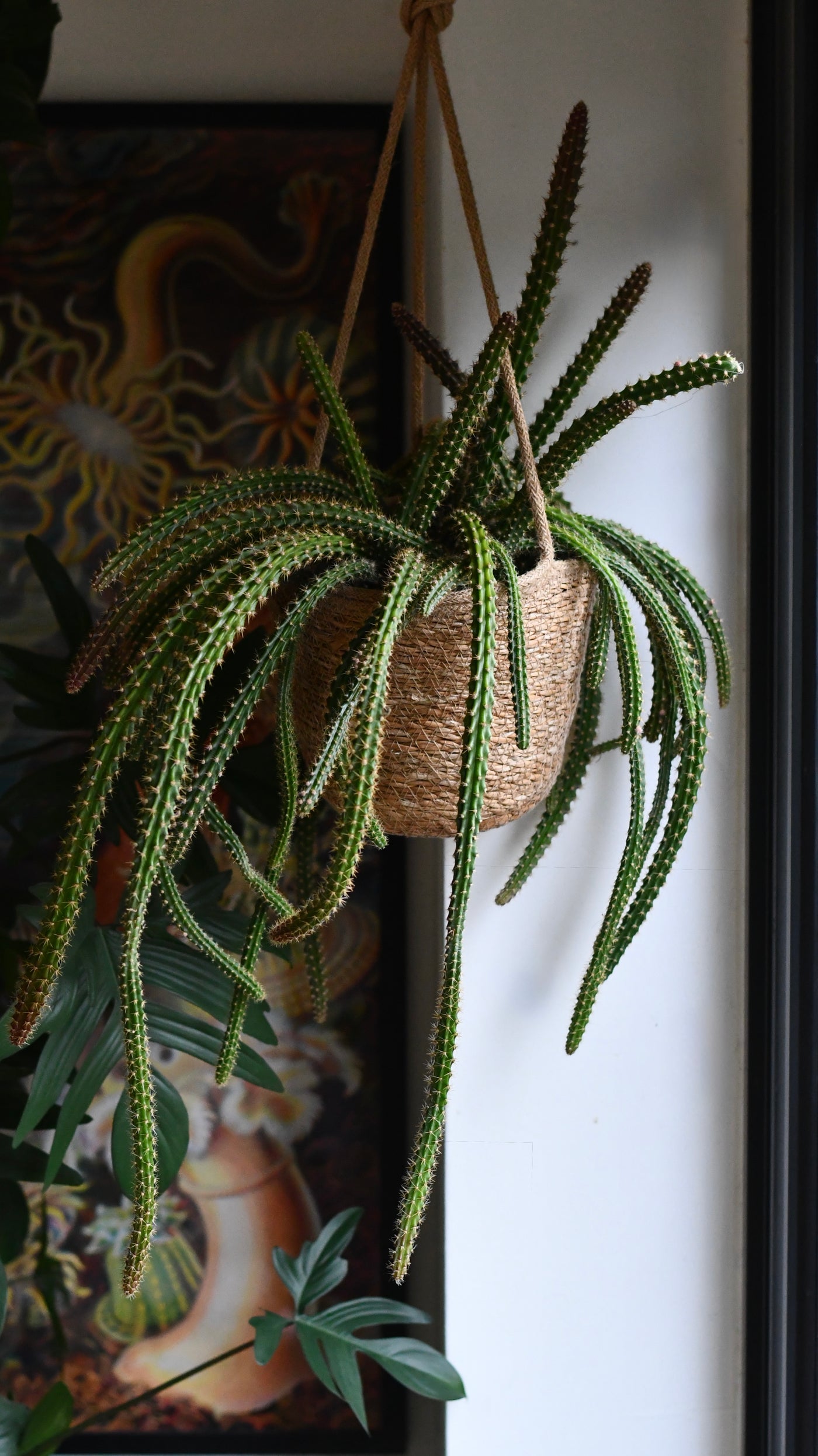 rat tail hanging succulent plant Aporocactus malisonii | Rat Tail Cactus