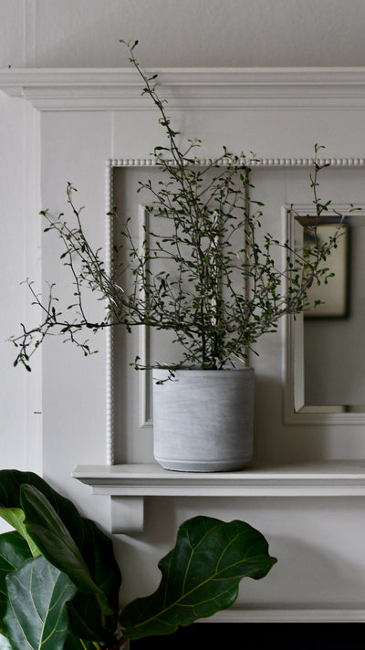 Tivoli Planter Cement 16cm