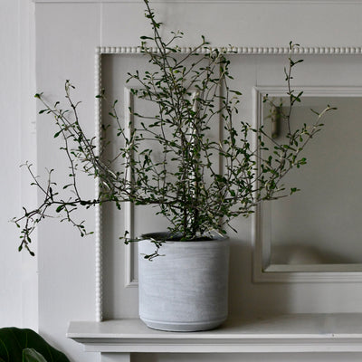 Tivoli Planter Cement 16cm
