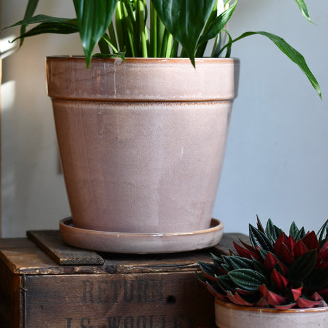 Clint Pink Pot with Saucer (H21 x W22cm)