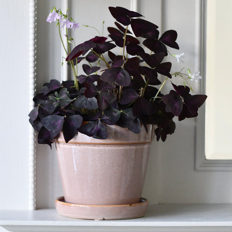 Clint Pink Pot with Saucer W14cm