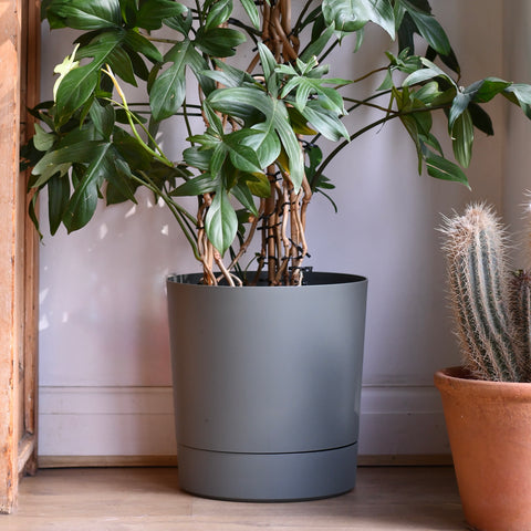 Coco Pot Green – W30 x H33cm