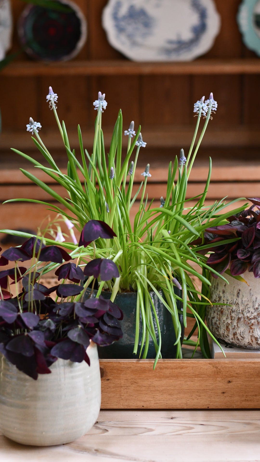 muscari plant indoors Muscari (Grape Hyacinth) – 12cm Pot – Happy Houseplants