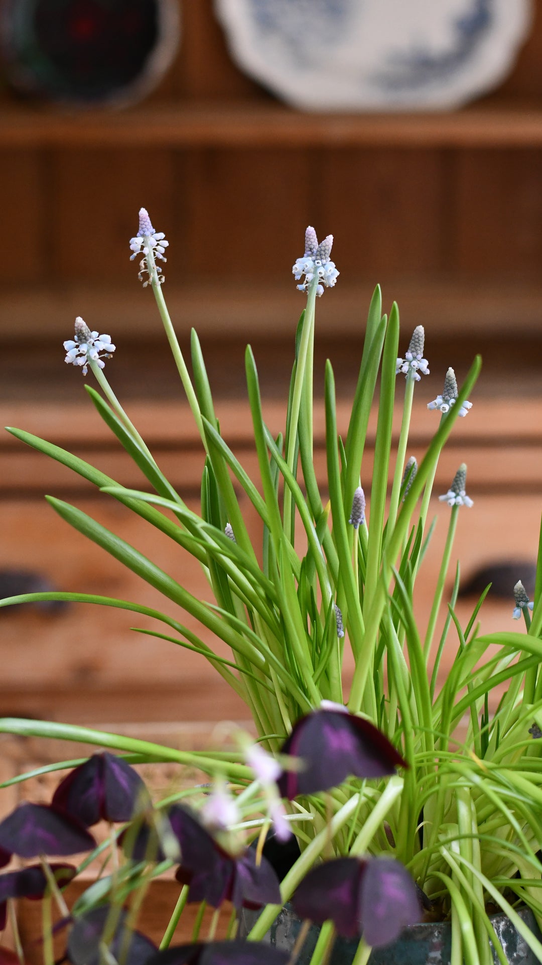 muscari plant indoors Muscari (Grape Hyacinth) – 12cm Pot – Happy Houseplants