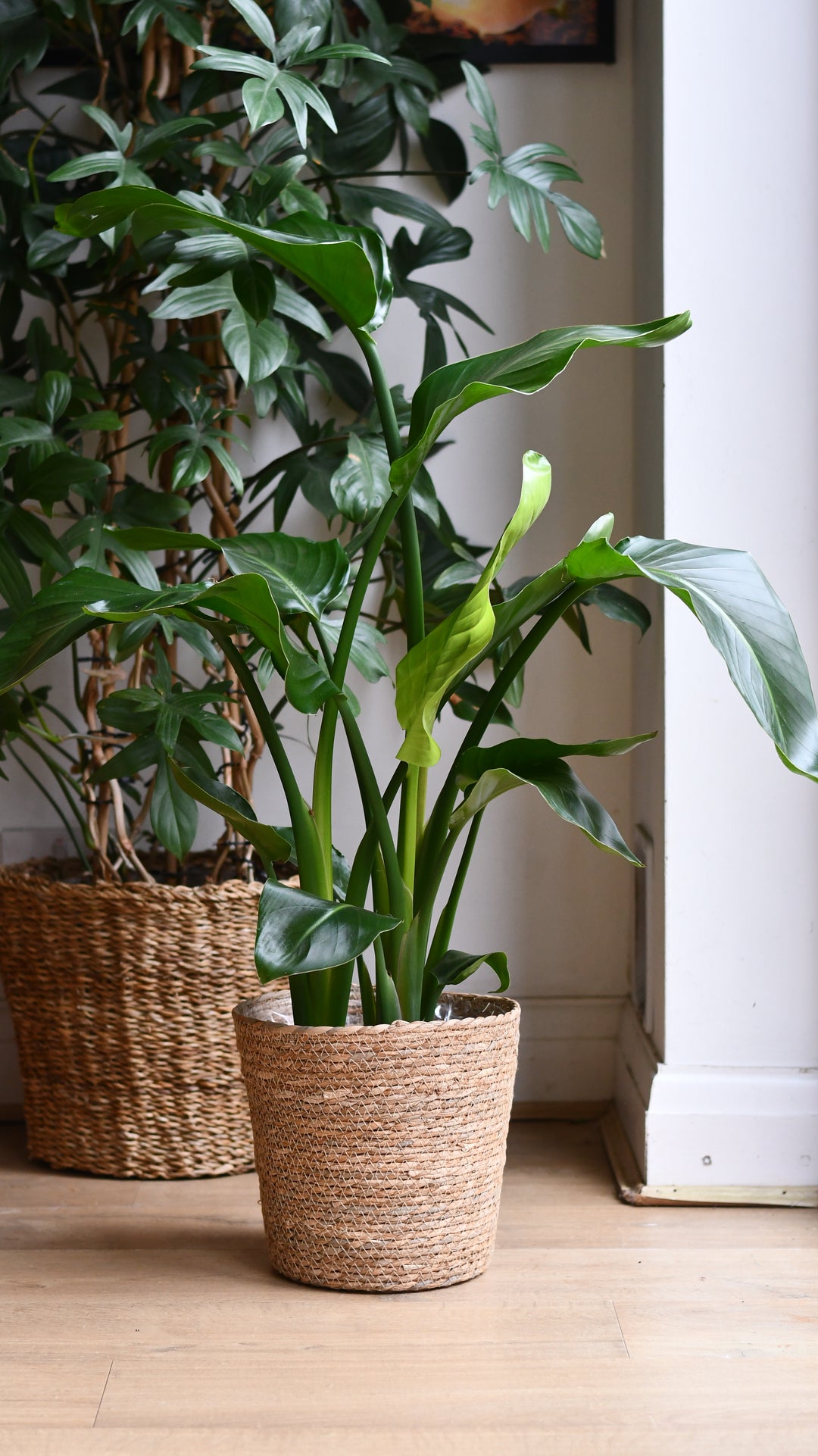 indoor plant growing system LetPot ™ : Indoor Hydroponic System With Lights – GrowSmart.io main image 1
