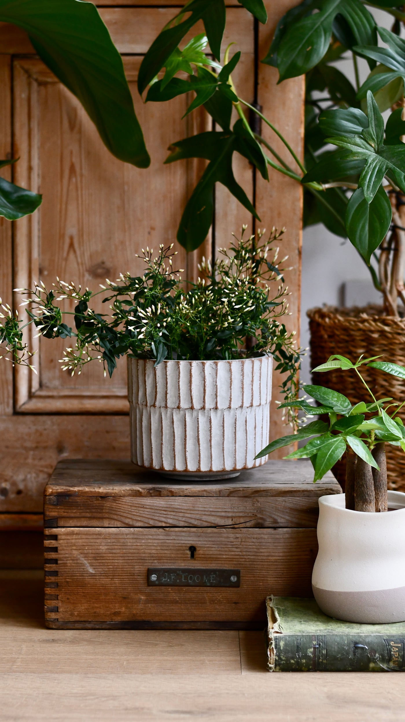25cm ceramic plant pot Apiro Pot – Textured Ceramic Plant Pot 25cm – Happy Houseplants