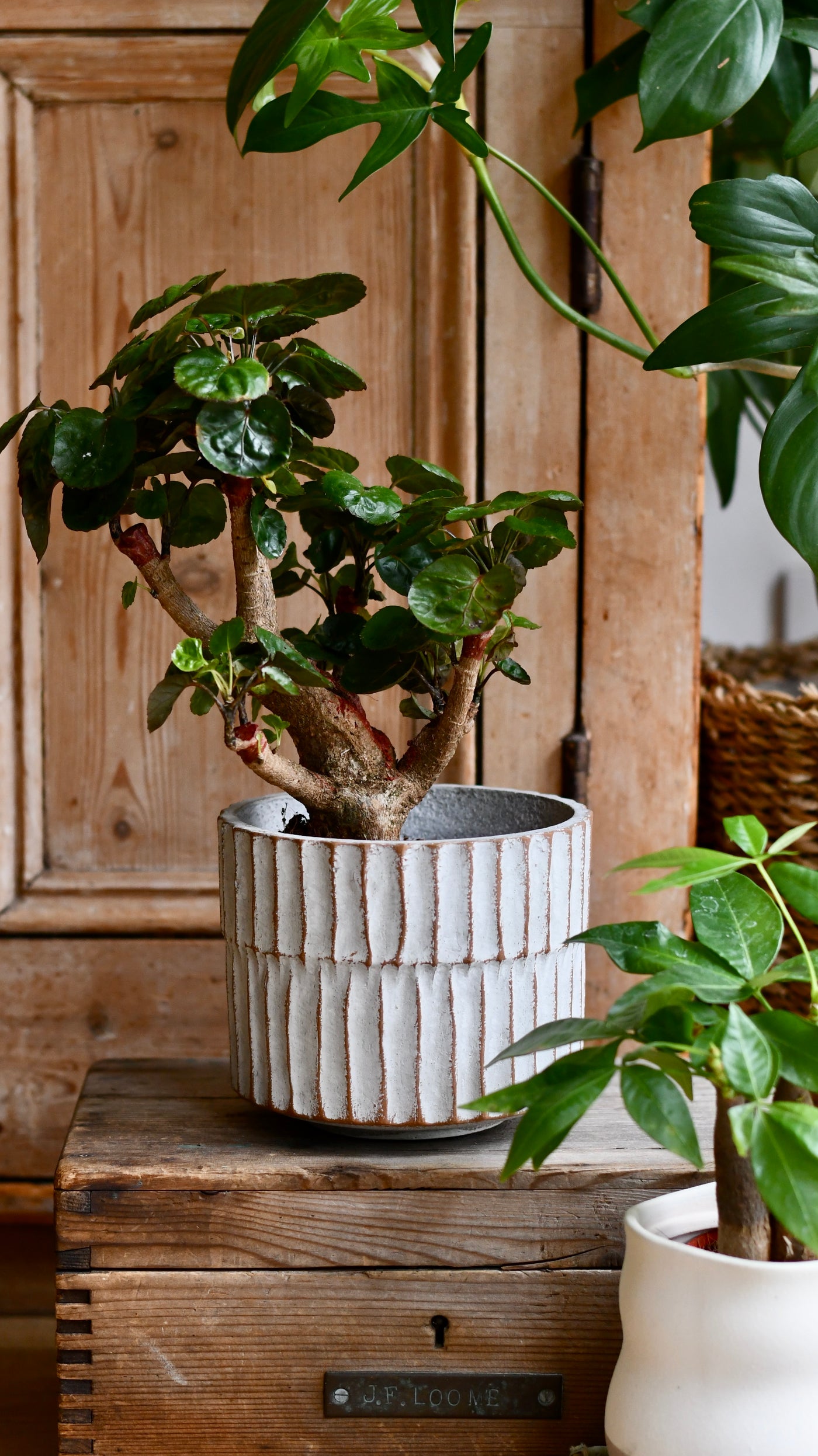 25cm ceramic plant pot Apiro Pot – Textured Ceramic Plant Pot 25cm – Happy Houseplants