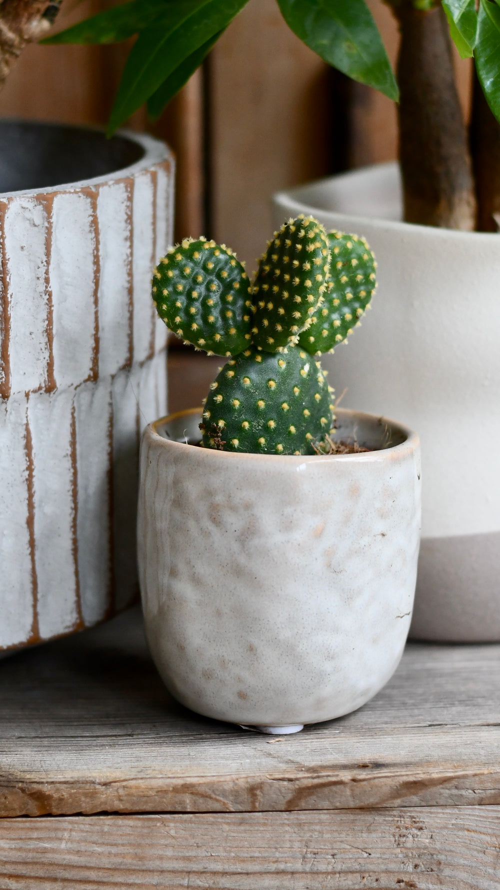 Mini Cactus and Pots  Happy Houseplants