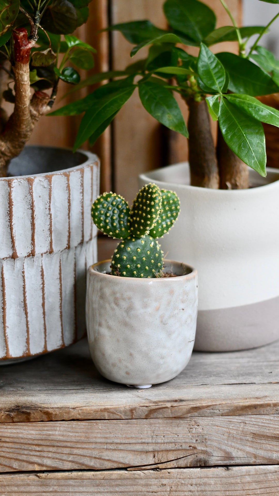 Baby Opuntia Cactus (6cm Pot – Happy Houseplants