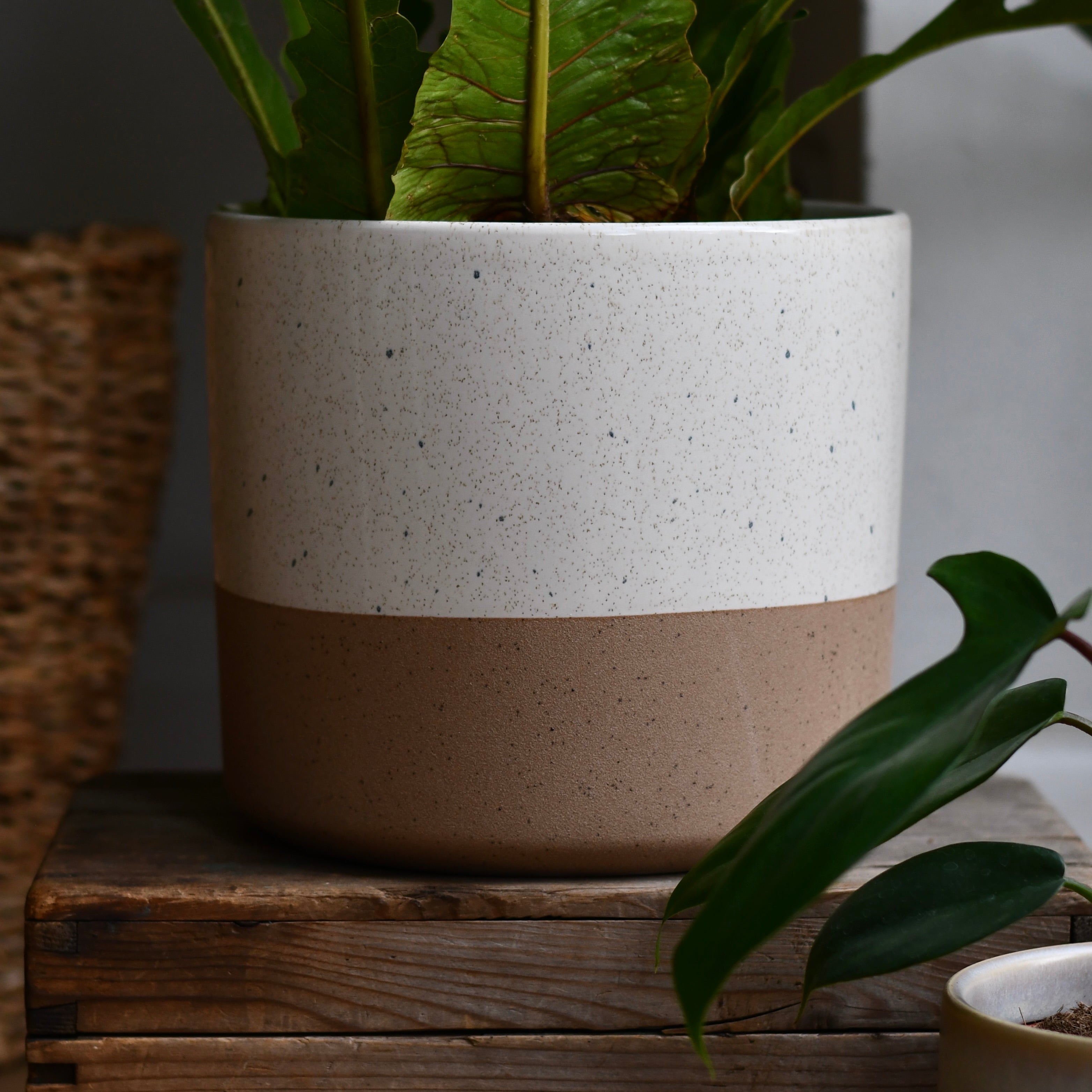 Shoreline Two-Tone Ceramic Pot 18cm – Happy Houseplants