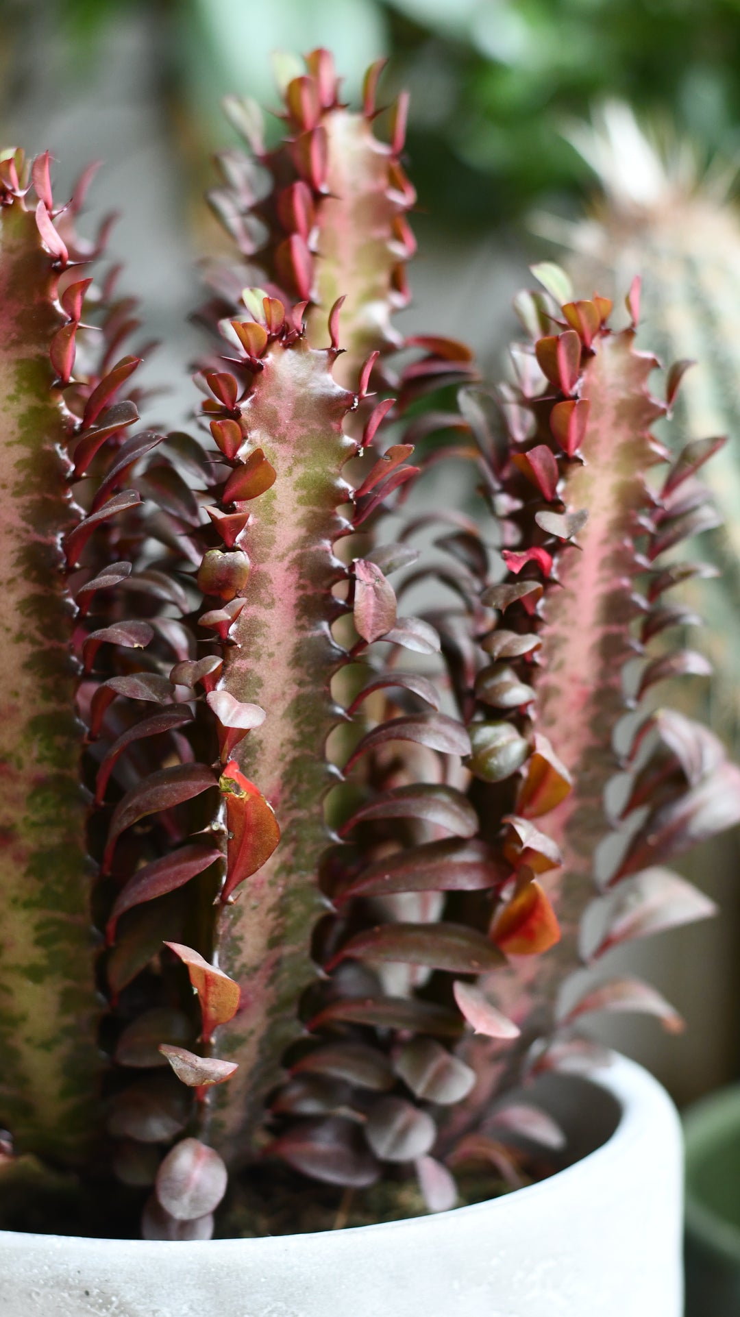 african succulent tree African Milk Tree (Euphorbia Trigona 'Rubra')