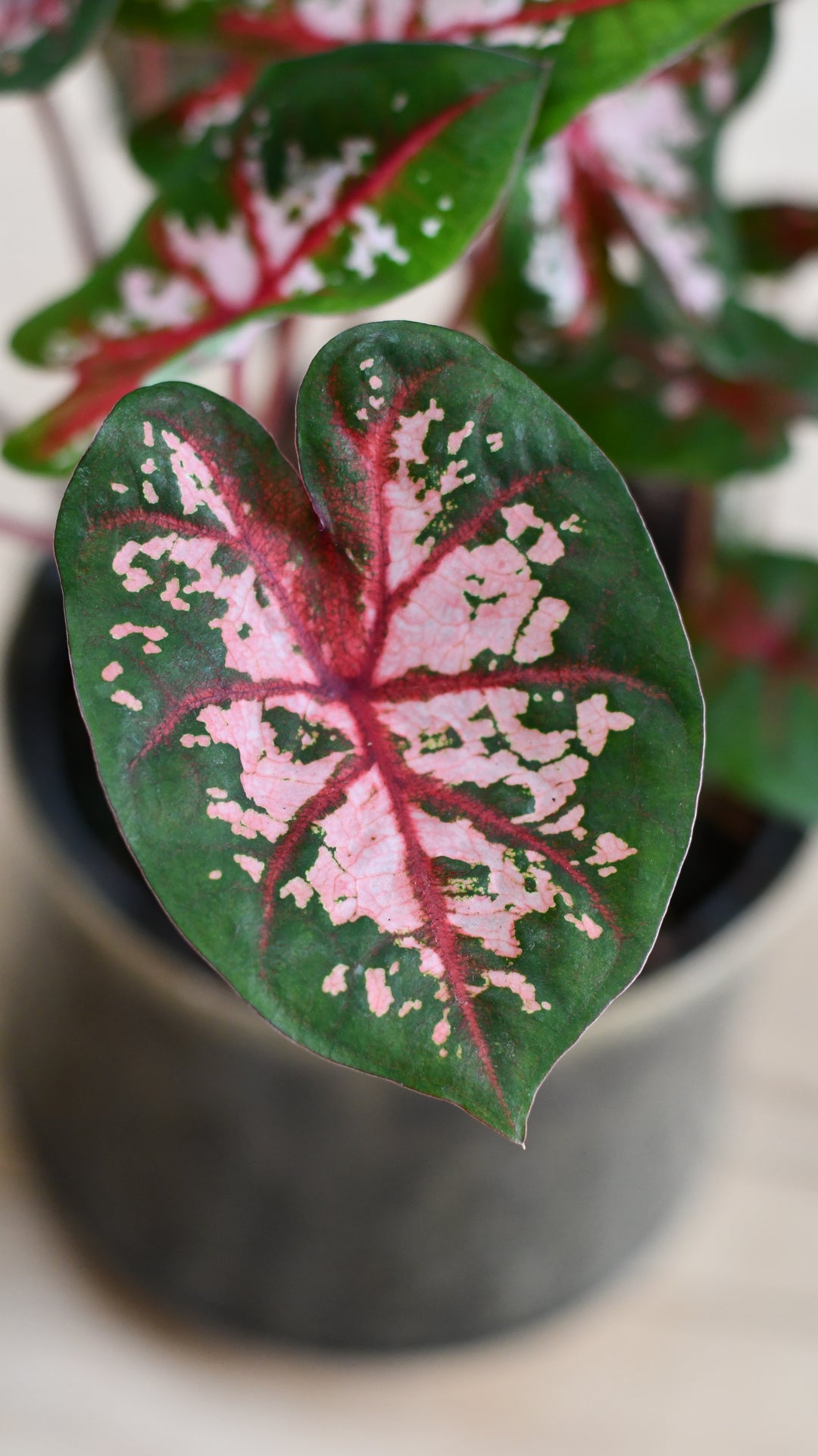 house plant that looks like caladium Caladium 'Carolyn Wharton' | Rare Houseplants